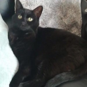 ADOPT A CAT: Sophie Sophie is a 13-year-old, outdoor, black female cat who’s come into our care through no fault of her own and is looking for your help to share her post and help find her “forever” family. She is cat that will take a day or two to settle in her new home but once she gets to know you she is an affectionate cat that does enjoy being in the company of her human. Sophie will snuggle up in bed beside you or jump up next to you on the couch and she does like a little attention and wi