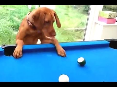 Funny Cats And Dogs Playing Pool Compilation 2014 [NEW]