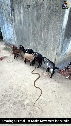 Amazing Oriental Rat Snake Movement in the Wild #snake #wildliferescue #wildlifeentertainment