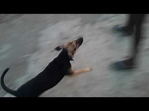protective dog training with Jamaican mongrel #grassroot