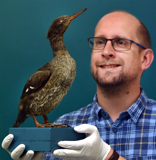 DNA sheds light on extinct duck’s origins
