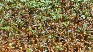 Plant of garden cress, Lepidium sativum - seed sprouts and young green leaves. Time lapse - moving plant sprouts.