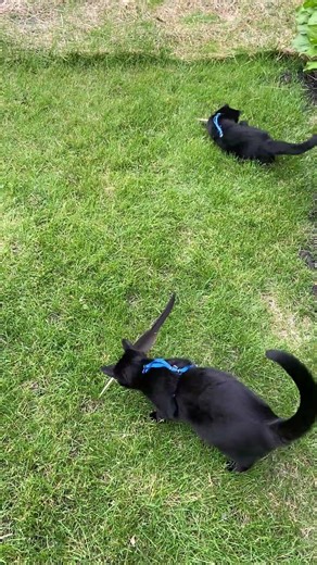 Black sister cats playing with feathers. #catperson #cat #kitten #kitty