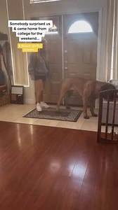 -7151863769180818734_fix_000_fix_001 #zoomies #animalsoftiktok #mastiffsoftiktock #sillydog #fyp #sweet #FlexEveryAngle #pov #goodlife #bigdogsoftiktok #dogs #dogsoftiktok #besties #surprise #petsoftiktok #cutedog #bowsersworld #happydog | John Ladner