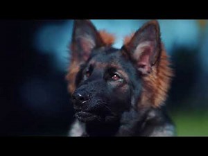 Family Protection Dogs in Action 🛡️ Obedience Training with German Shepherds