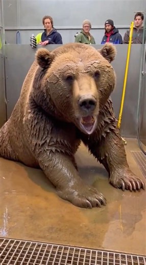 Trapped Grizzly Bear Gets Second Chance After Muddy Pit Rescue #wildlife #rescue #hope
