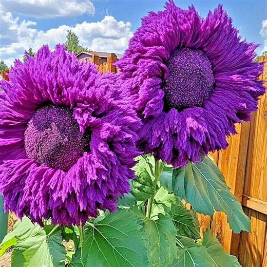 50 Rare Purple Teddy Bear Sunflower Seeds | Giant Fluffy Double Blooms | Heirloom Ornamental Flower - Etsy