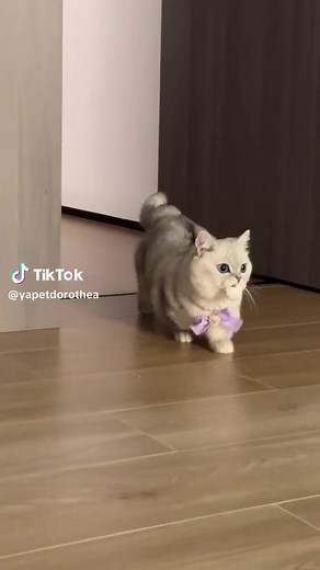 Munchkin Cat Videos: Adorable Feline Moments