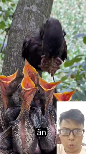 Cảnh chim mẹ bón thức ăn cho chim con nhưng mà nó lạ lắm #funny