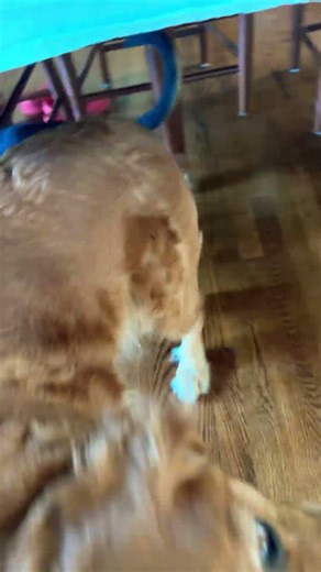 Puppy playing #bluetick #funny