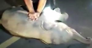 Off-duty medic saves baby elephant with emergency CPR