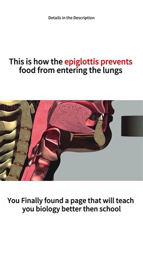 How the Epiglottis Saves Your Life Every Time You Swallow! 🧠🫁#swallow #mouth