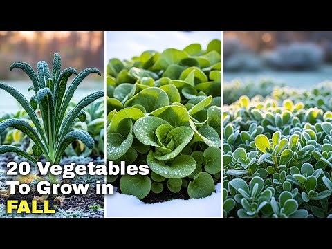 20 Vegetables YOU MUST Grow in FALL or AUTUMN