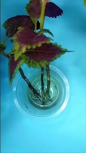 How to propagate/ grow Coleus in Water from Cuttings | Coleus Propagation |