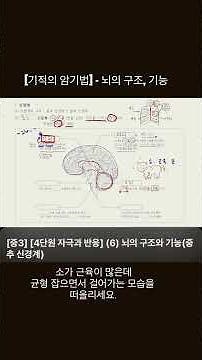 기말대비 ~ 보고 가야지? 뇌의 구조와 기능 #자극과반응 #신경계 #중3과학 #뇌 #뇌의구조 #뇌의기능 #암기법 #솬쌤과학