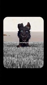 👆🐾DO NOT CLICK THIS 10 TIMES !‼️| Why Isle of Dogs Feels So Human #IsleOfDogs #WesAnderson #Cinema