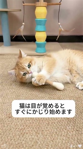 このおもちゃはとても面白くて,買って来てから,猫は一日中遊んでいました#可愛い #ペット用品 #おすすめ #fyp 動画下のリンクをクリックして購入し👇