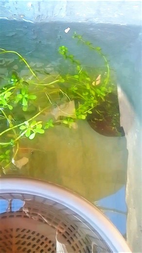 guppy breeding setup 💯🐠#fish #shorts #viralvideo