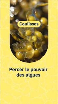 Percer le pouvoir des algues