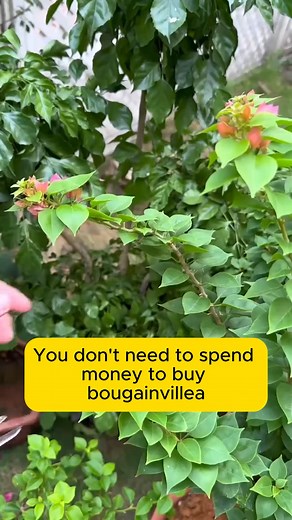 112K views · 701 reactions | Simple and easy propagation of bougainvillea #gardeningfun #gardening_feature #urbangardening #gardeninguk #gardeningphoto #gardeningistherapy #gardening101 #gardeningisfun #gardeningtime #gardeningday #gardeningproblems #gardeninggoals #gardeningideas #gardeninglove #gardening4pleasure #gardeningtips #gardeningmakesmehappy | Gardening Lover | Facebook