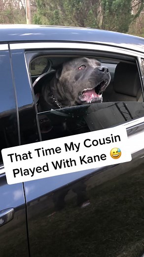 Playing with Kane: Chiweenie Puppies for Sale in Atlanta