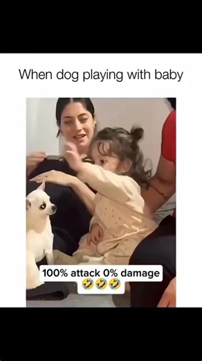 100% Attack, 0% Damage: Hilarious Dog Compilation