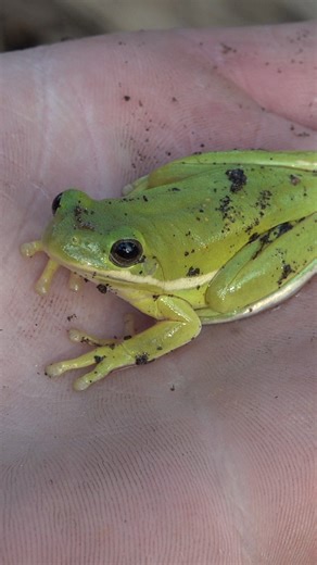 Will Robertson on Instagram: "During the winter months, it is not uncommon to find tree frogs taking refuge beneath insulated objects on the ground. During the warm season, these frogs are out in the swamps, spending much of their time off the ground in aquatic vegetation and shrubs. #frog #frogs #amphibian #reptiles #animals #critters #creatures #wildlife #nature #satisfying #asmr #fyp"