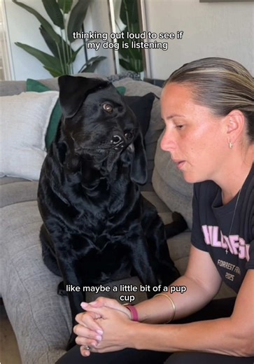 she was locked in #dog #dogs #dogsoftiktok #labradorretriever #dogtok | dog