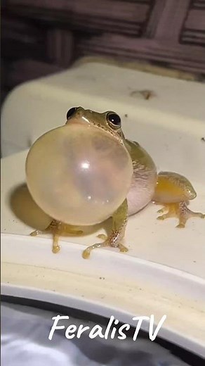 Animal Metamorphosis | Amazing Frog #animaljourney #animaltransformation #wildlife #animalgrowth