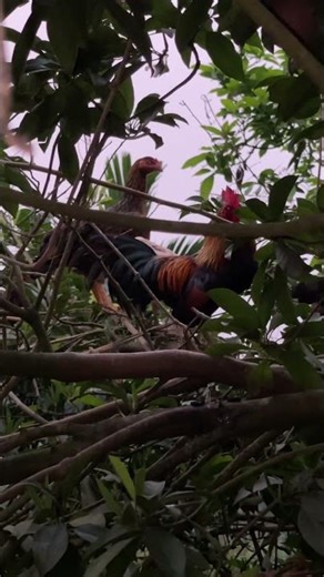 Độc lạ gà rừng về nhà đẻ #cuocsongoque