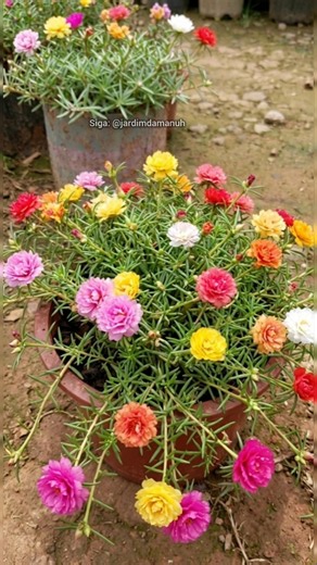 Essa é a maneira mais fácil de cultivar onze horas #jardinagem #jardim #planta #plantas