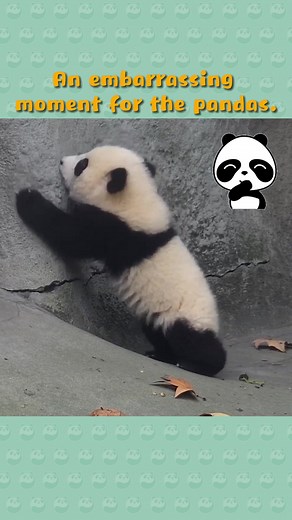 An embarrassing moment for the pandas. #panda #embarrassing #moment #funnyvideos #animals #fyp