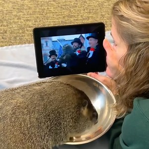 Adorable! 😍 Summer the groundhog is watching the movie, Groundhog Day, on Groundhog Day at the Akron Zoo. | WLWT