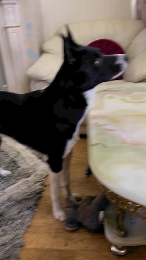 Barney watching A David Attenborough documentary | Stephen Kelleher