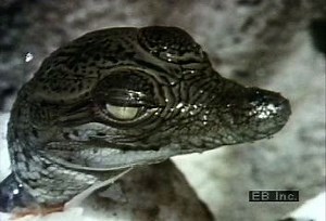 A Crocodile Hatchling Calling Its Mother | Britannica