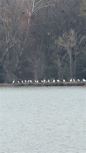 I found a minnow farm yesterday with fifty-levem birds hanging out #Arkansas #arkansaswildlife #birdwatching #findyourhappy | ArkansasWanderer