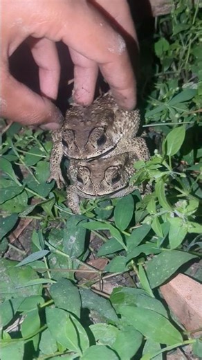 Beautiful Frog Funny boing boing |catchingfrogs prank funny |animals funny frog #video #frog #funny