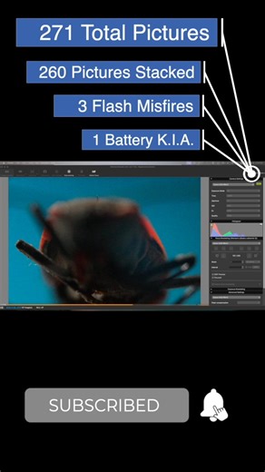 Boxelder Bug Photo Shoot. Who knew they were kind of pretty...kind of.... | Jason Aldrich