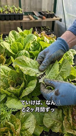 秋の家庭菜園！一度植えて長く収穫できるコスパ最強野菜2選