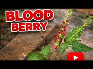 Blood Berry