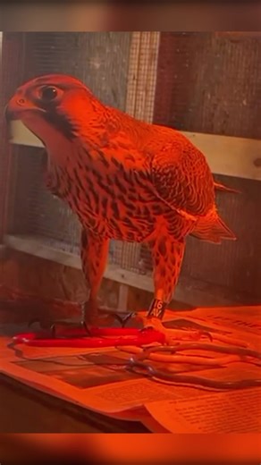 When Pebble first arrived, his limited vision made simple tasks—like picking up objects—very challenging. Birds rely heavily on precise beak-eye coordination, and vision impairments can make interacting with their environment frustrating or even overwhelming. Over the past month, we’ve been intentionally helping Pebble learn how to explore and manipulate different enrichment items at his own pace. This kind of targeted enrichment supports: • sensory learning and spatial awareness • confidence an