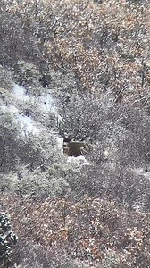 11K views · 286 reactions |  @brokenbeamoutdoors #hunting #huntinglife #huntingvideo #hunting2024 #killshotvideo #wildlife #archeryvideo #bowhunting #bowhuntingvideo #deer #deerhunting #deerseason #whitetaildeerhunting #elkhunting #elk #wapatiwednesday #elkseason #muledeeraddiction #muledeerhunting #blackbearhunting #bear #blackbear #bearhunting #killshot #killshotcentral #thermalhunting #muleymonday #thermal #safari #africahunting | KillshotCentral | Facebook