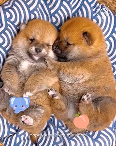 Puppies are so adorable🥰 | Beautiful World