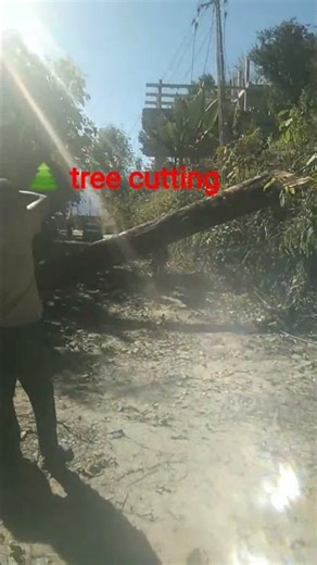 working in ht line 💪 tree cutting ✂️
