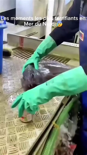 Exploring the Wonders of Sea Life and Ship Life