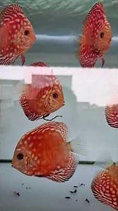 #discus #discusfish #discusfarm #discusaquarium #discusbreeding #discustank #jualikanhias #shorts