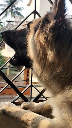 German Shepherd Powerful Barking ❤️❤️🔥 German Shepherds are very much sensitive to sounds, especially the loud ones. GSD noise phobias are very common. Fear of thunder and other loud noises is a very common problem in many dogs. #camerababa #lina #leo #germanshepherd #gsd #dogsofinstagram #dog #gsdofinstagram #dogs #puppy #germanshepherdsofinstagram #k #germanshepherdpuppy #germanshepherddog #gsdlove #gsdpuppy #dogstagram #germanshepherds #dogoftheday #gsdlife #puppiesofinstagram #puppylove #in