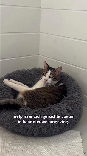This ensured my cat wasn't stressed during the move #tips #feliway #catbehavior