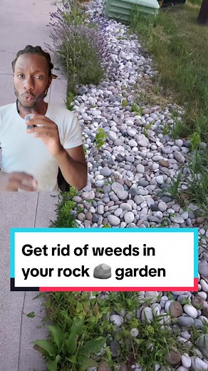Here is how to get rid of the weeds in your rock 🪨 garden. install non woven landscaping fabric 😎 and thank me later! #diylandscaping #landscaping #landscapingdesign #landscapinghacks #rockgarden