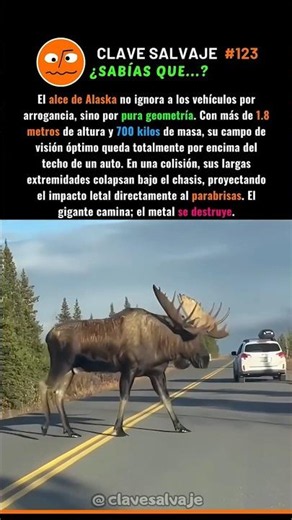 ¡La Anatomía Del Alce De Alaska! 🫨 123% #naturaleza #animales #ciencia
